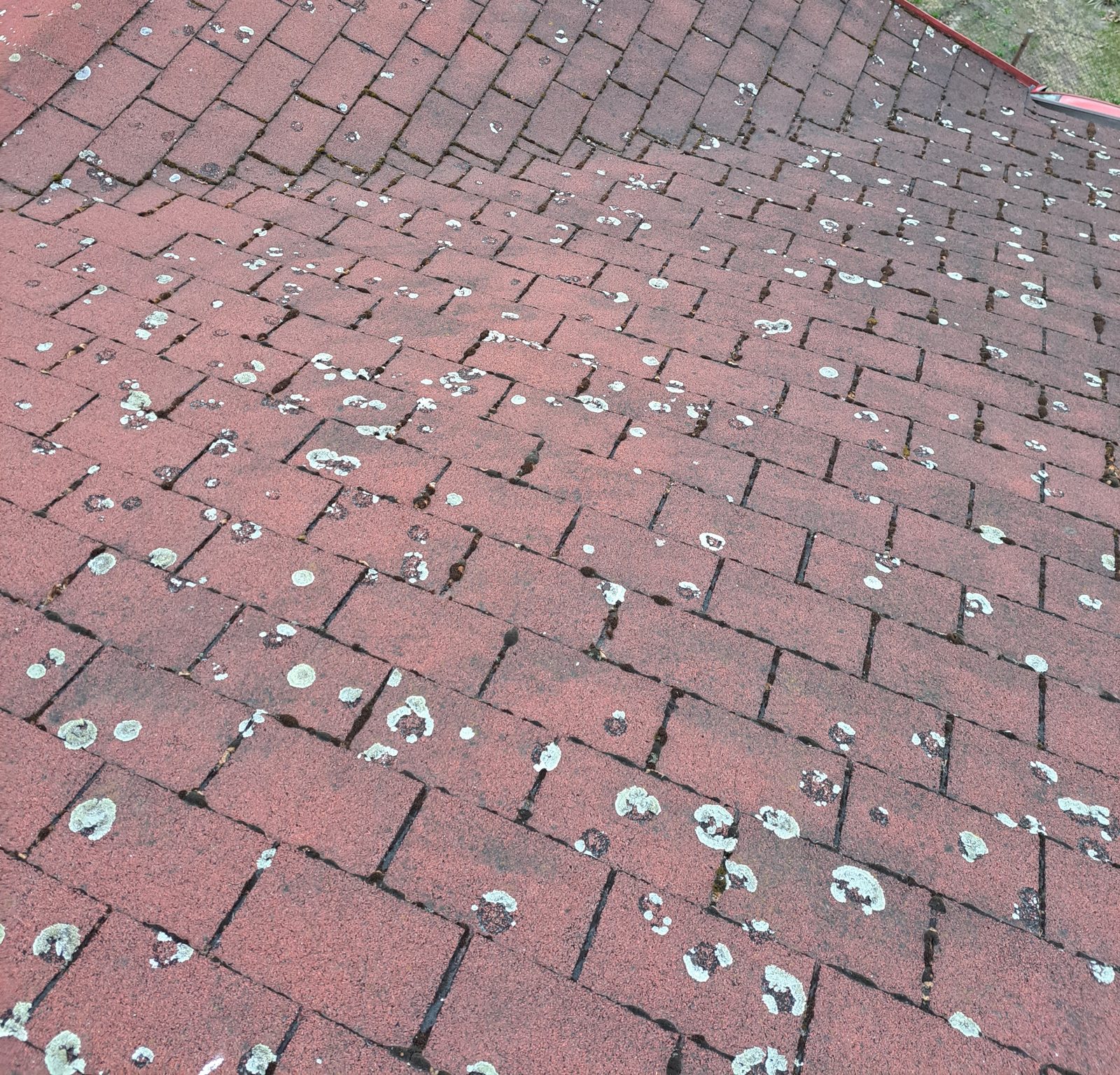 Dach z gontu bitumicznego przed — kolonie porostów